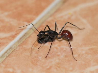 Dinomyrmex gigas photo 12