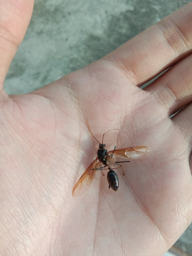 Dinomyrmex gigas photo 16