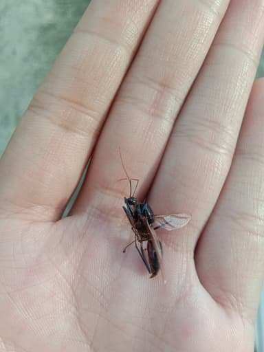 Dinomyrmex gigas photo 18