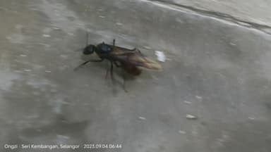 Dinomyrmex gigas photo 28