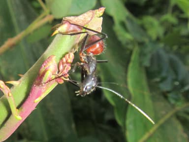 Dinomyrmex gigas photo 33