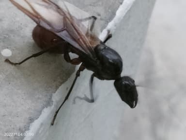 Dinomyrmex gigas photo 40