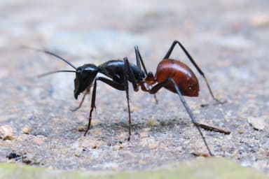 Dinomyrmex gigas photo 51