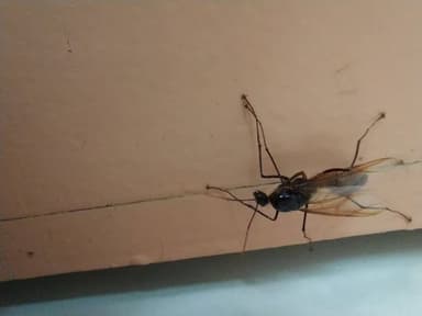 Dinomyrmex gigas photo 55
