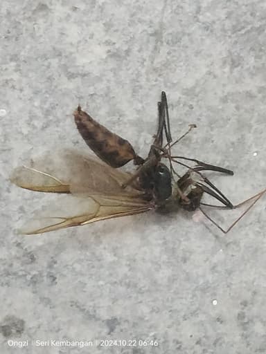 Dinomyrmex gigas photo 57