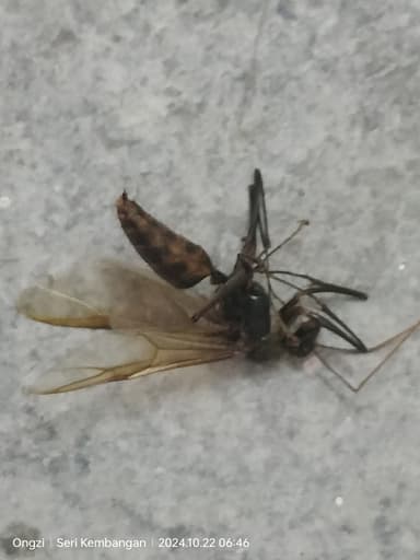 Dinomyrmex gigas photo 58
