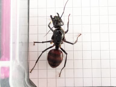 Dinomyrmex gigas — queen photo 66