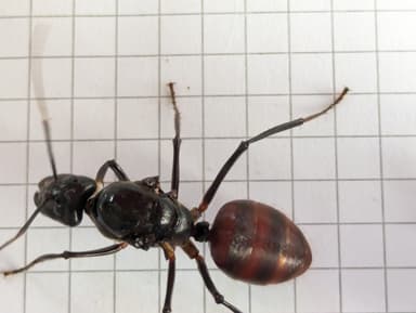 Dinomyrmex gigas — queen photo 67