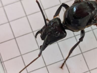 Dinomyrmex gigas — queen photo 72
