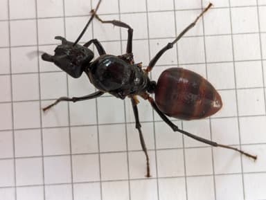 Dinomyrmex gigas — queen photo 77