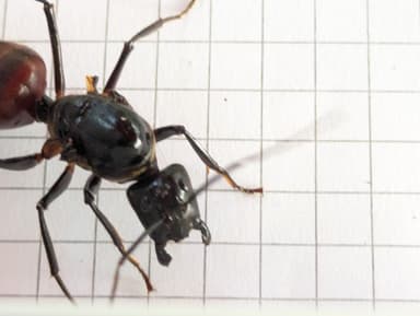 Dinomyrmex gigas — queen photo 78