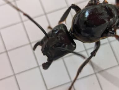 Dinomyrmex gigas — queen photo 79