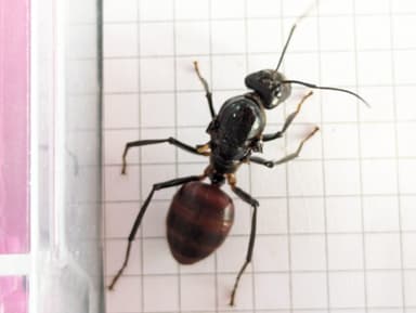 Dinomyrmex gigas — queen photo 82