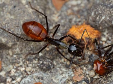 Dinomyrmex gigas photo 89