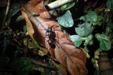 Dinomyrmex gigas photo 91