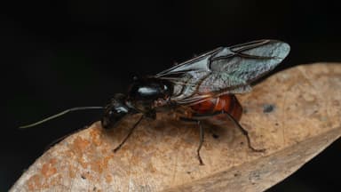 Dinomyrmex gigas photo 93