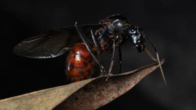 Dinomyrmex gigas photo 97