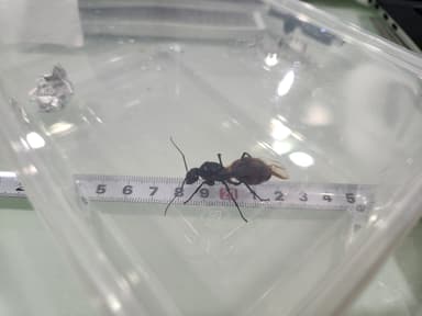Dinomyrmex gigas — queen photo 101