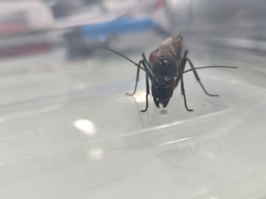 Dinomyrmex gigas — queen photo 102