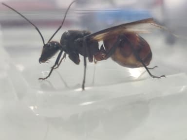 Dinomyrmex gigas — queen photo 103