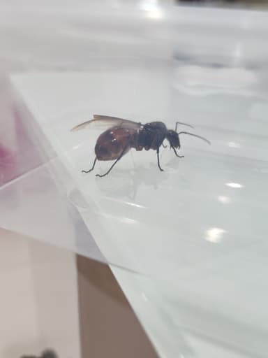 Dinomyrmex gigas — queen photo 104