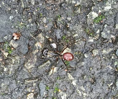 Dinomyrmex gigas photo 105
