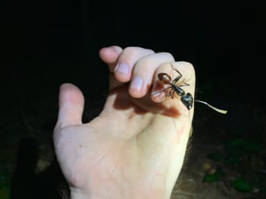 Dinomyrmex gigas photo 107