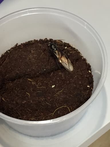 Dinomyrmex gigas photo 108