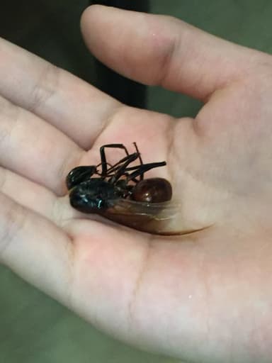 Dinomyrmex gigas photo 109
