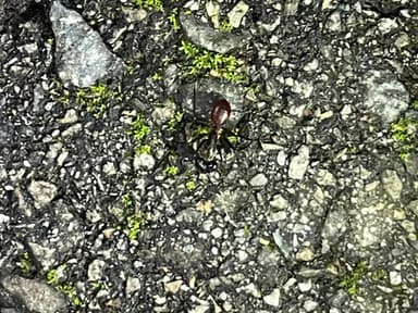 Dinomyrmex gigas photo 110