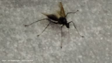 Dinomyrmex gigas photo 115