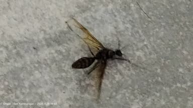 Dinomyrmex gigas photo 116
