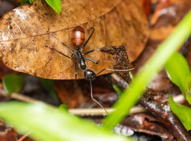 Dinomyrmex gigas photo 118