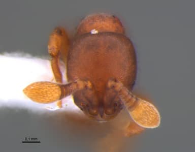 Discothyrea neotropica photo 1