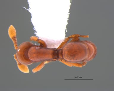 Discothyrea neotropica photo 3