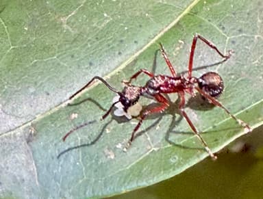 Dolichoderus attelaboides photo 1