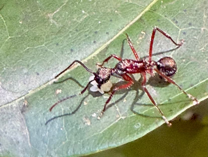 Dolichoderus attelaboides photo 1