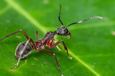 Dolichoderus attelaboides photo 2