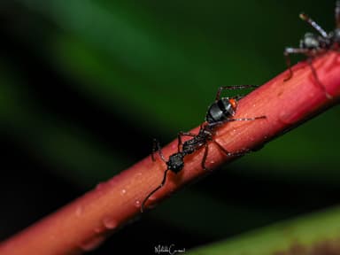 Dolichoderus attelaboides photo 3