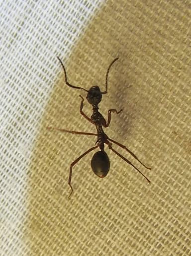 Dolichoderus attelaboides photo 4