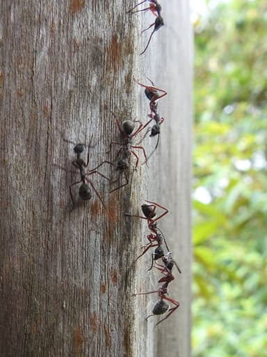 Dolichoderus attelaboides photo 5