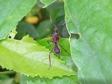 Dolichoderus attelaboides photo 6