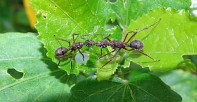 Dolichoderus attelaboides photo 7