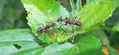 Dolichoderus attelaboides photo 8