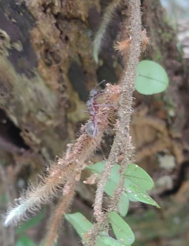 Dolichoderus attelaboides photo 9