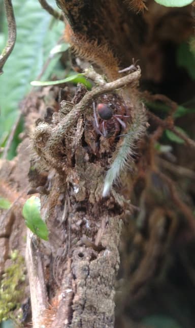 Dolichoderus attelaboides photo 10