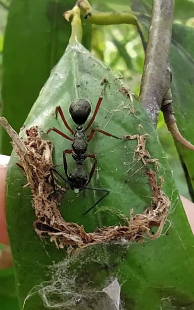 Dolichoderus attelaboides photo 11