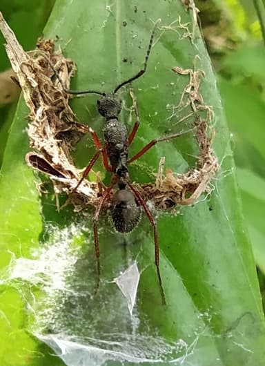 Dolichoderus attelaboides photo 12