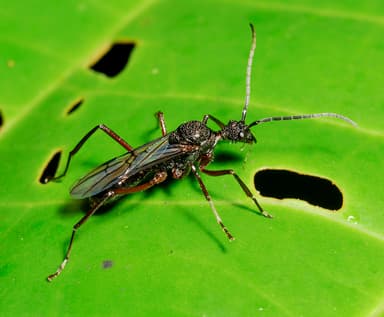 Dolichoderus attelaboides photo 13