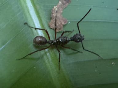 Dolichoderus attelaboides photo 14